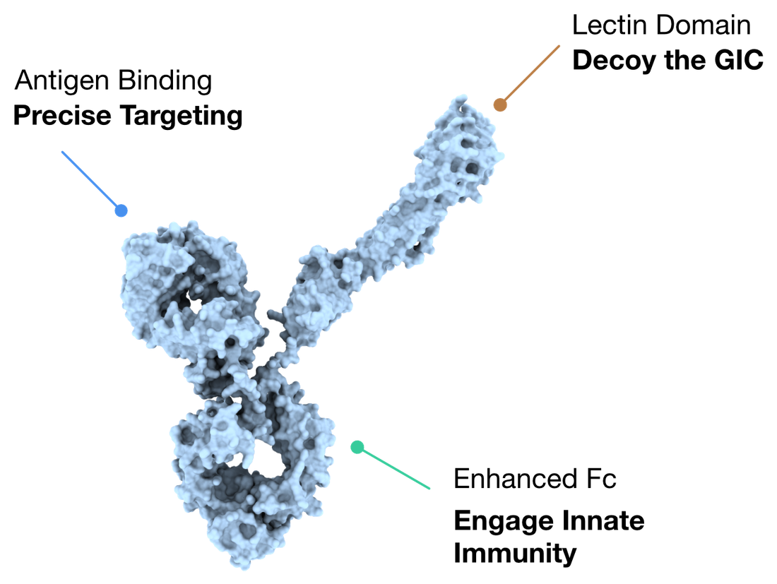 Structural model of an AbLec antibody, showing its tumor-targeting antibody arm, lectin decoy domain, and Fc activation domain