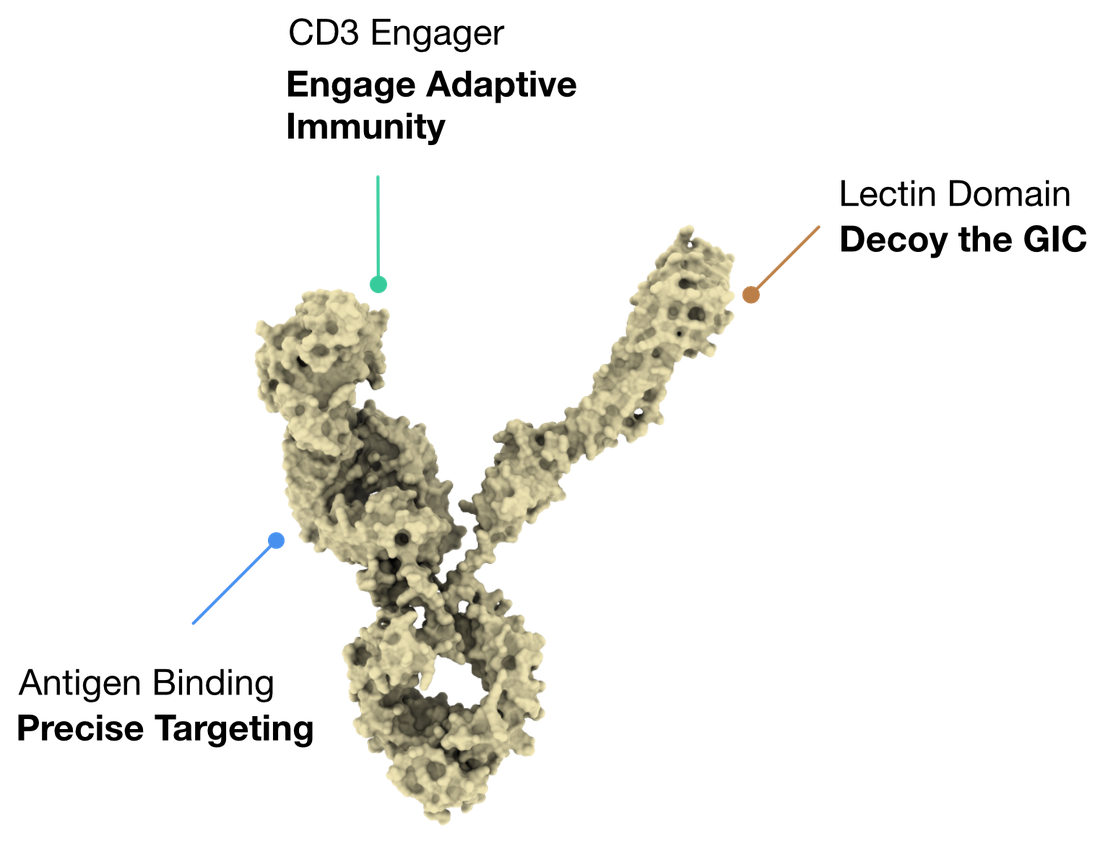 Structural model of a T-Lec T cell engager, showing its tumor-targeting antibody arm, lectin decoy domain, and T cell engagement arm